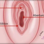 Quanto ao tamanho da vagina. Anatomia da pepeca 1