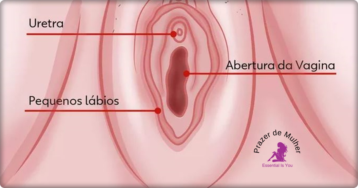 Quanto ao tamanho da vagina. Anatomia da pepeca 1